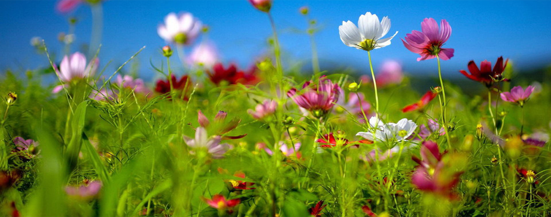 新疆春暖花开种业科技有限公司