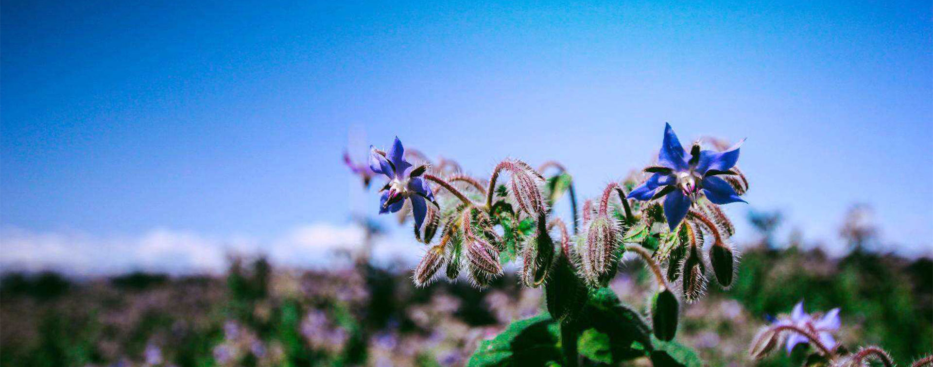 新疆春暖花开种业科技有限公司