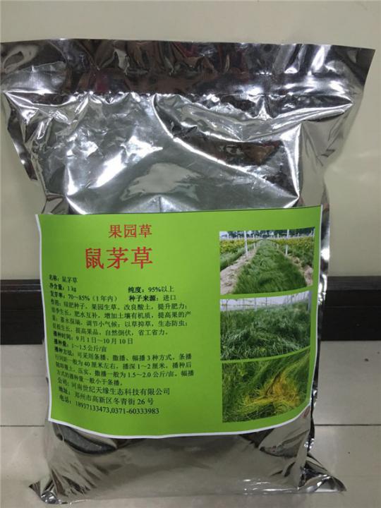 新疆鼠茅草