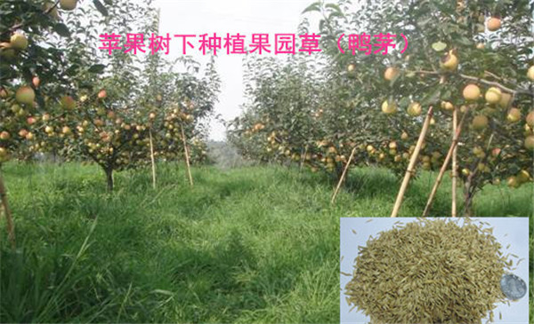 9.鸭茅（果园草）.jpg