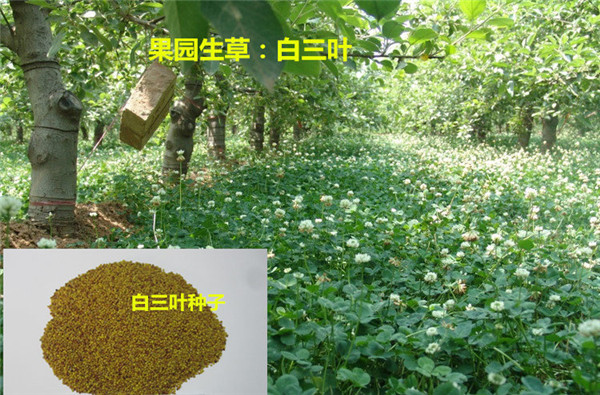 12.果园草：白三叶.jpg