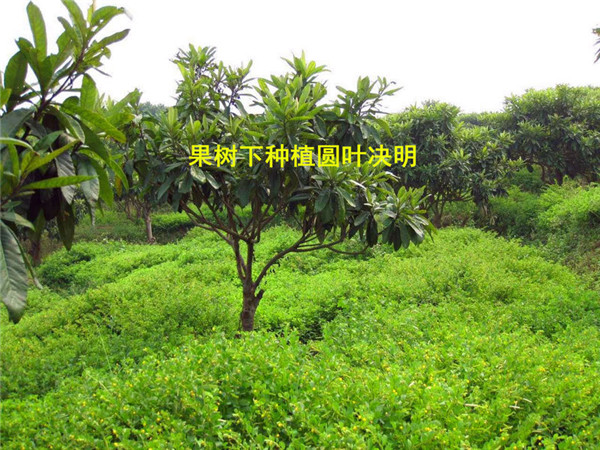 13.果树下种植圆叶决明.jpg
