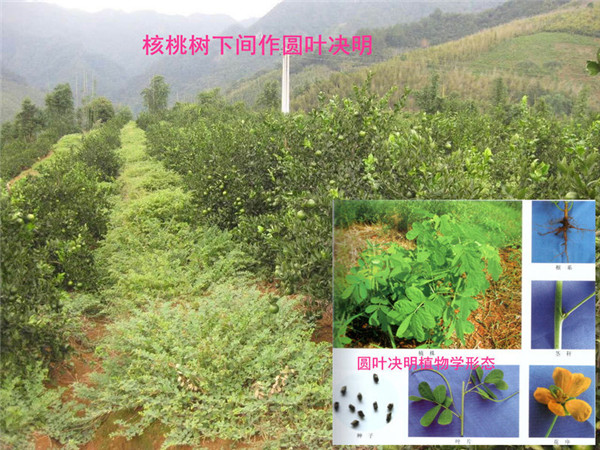 13.核桃树下间作圆叶决明.jpg